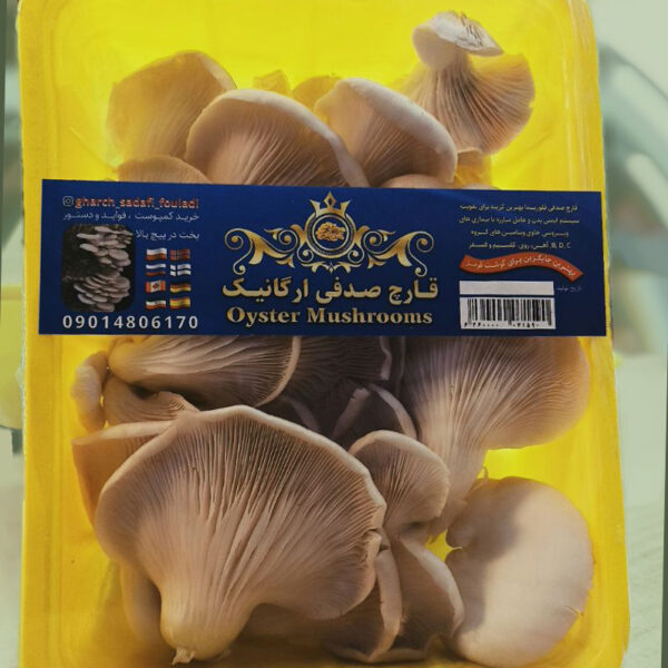 قارچ صدفی ـ Oyster mushroom